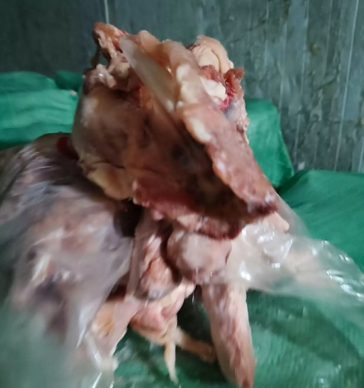 حملة للطب البيطري بالقليوبية، فيتو