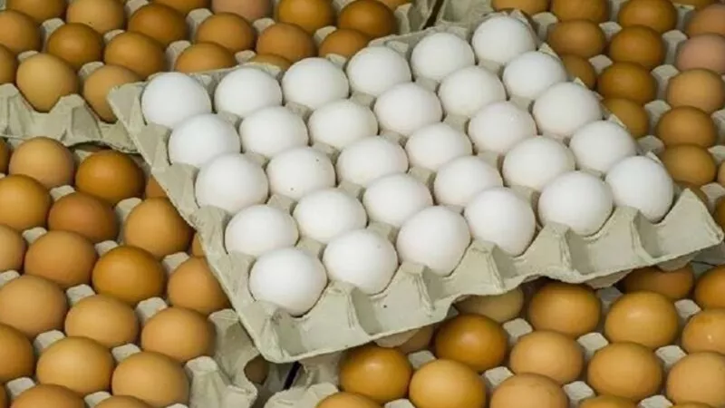 سعر كرتونة البيض