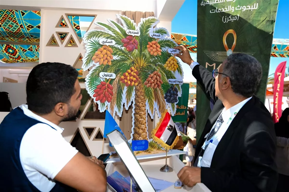 «التمور المصرية» على خريطة المنافسة العالمية، الفاو تتحرك من واحة سيوة