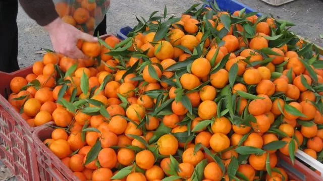 أسعار الفاكهة اليوم، فيتو