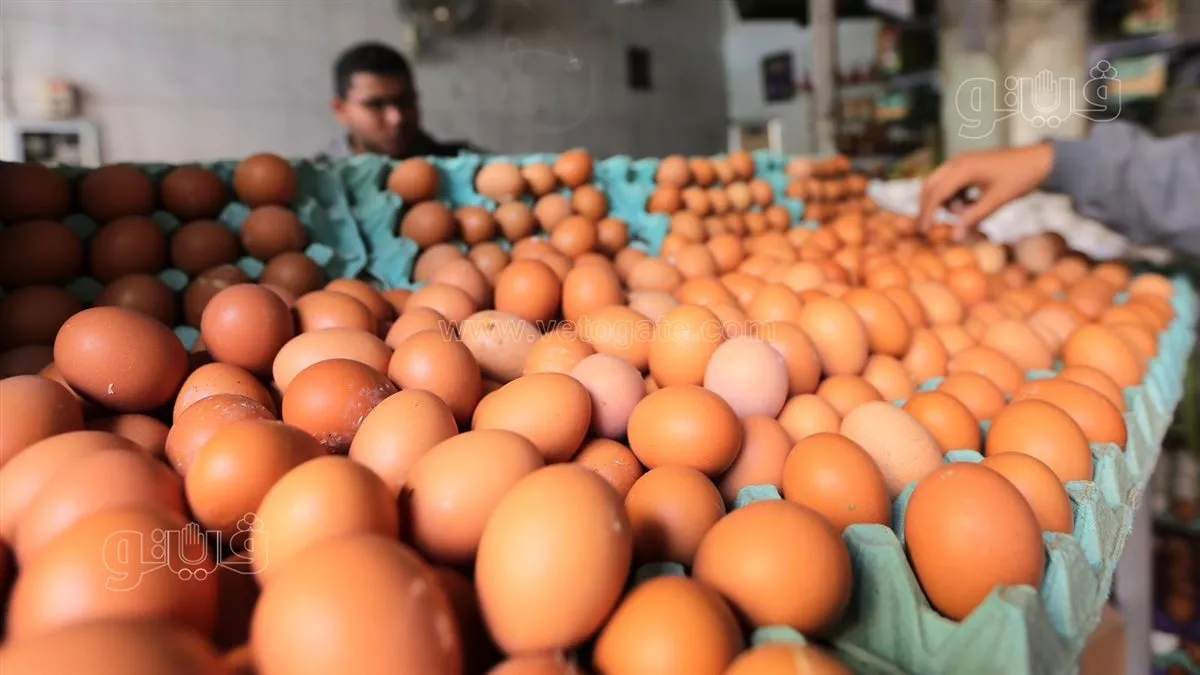 سعر كرتونة البيض اليوم الخميس في بورصة الدواجن