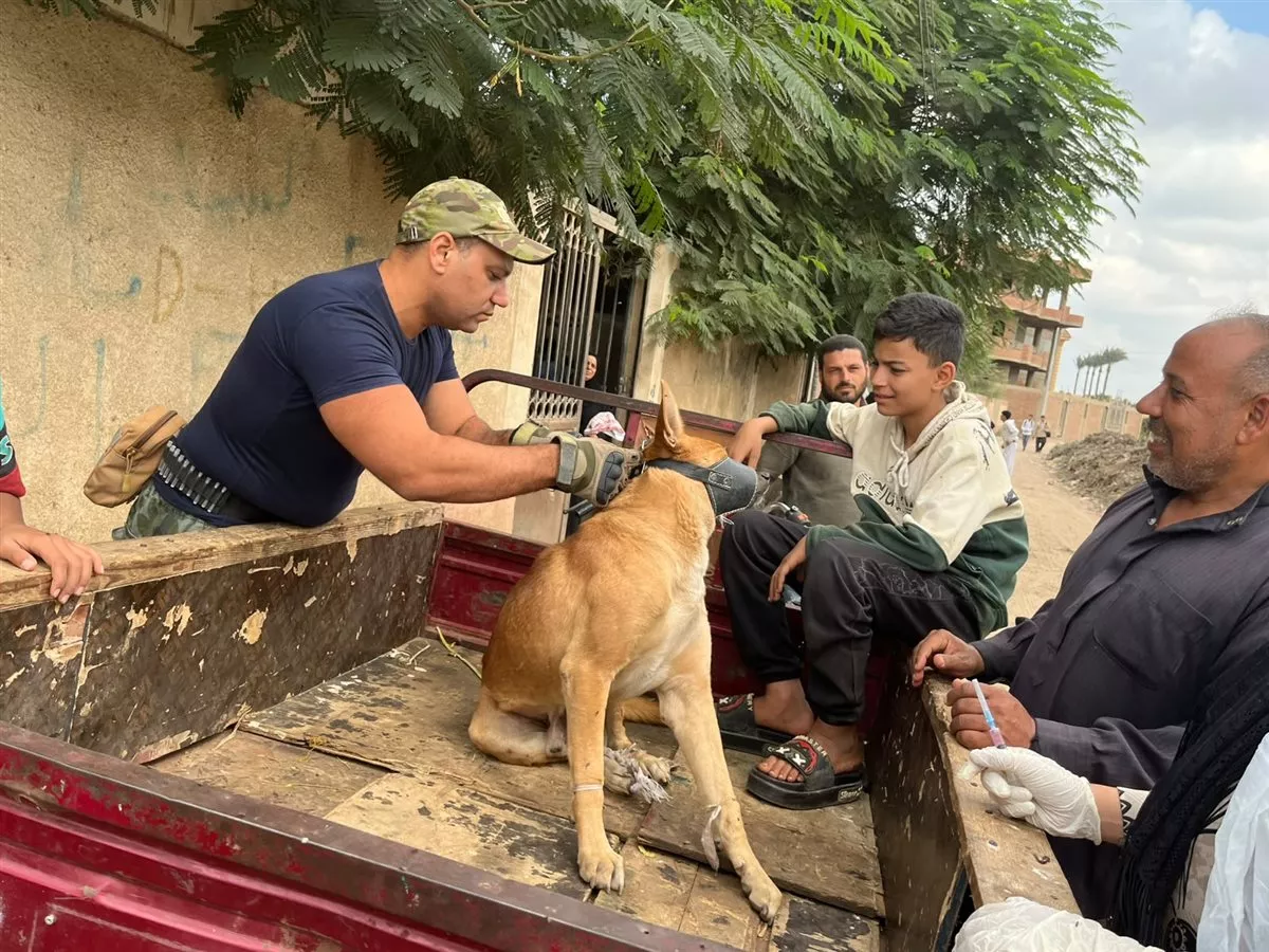 بيطري القليوبية ينظم قافلة مجانية بقرية كفر الصهبي في شبين القناطر