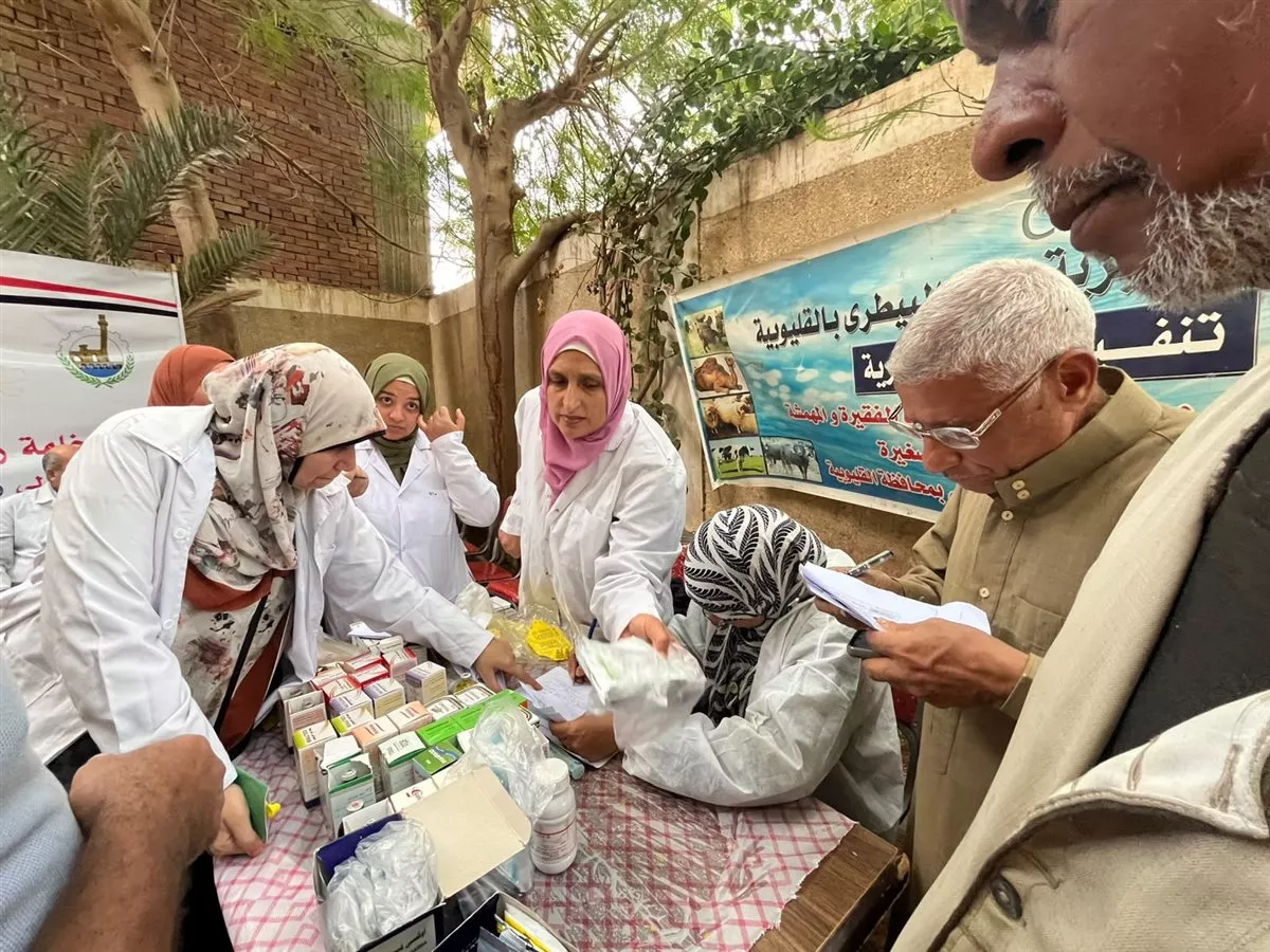 بيطري القليوبية ينظم قافلة مجانية بقرية كفر الصهبي في شبين القناطر
