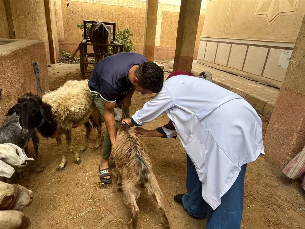 بيطري القليوبية ينظم قافلة مجانية بقرية كفر الصهبي في شبين القناطر