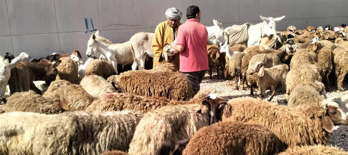تحليل 10 آلاف عينة مبيدات وتنظيم 21 قافلة بيطرية، «البحوث الزراعية» تكشف حصاد أنشطتها في أسبوع