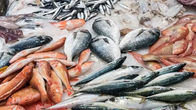 أسعار السمك اليوم