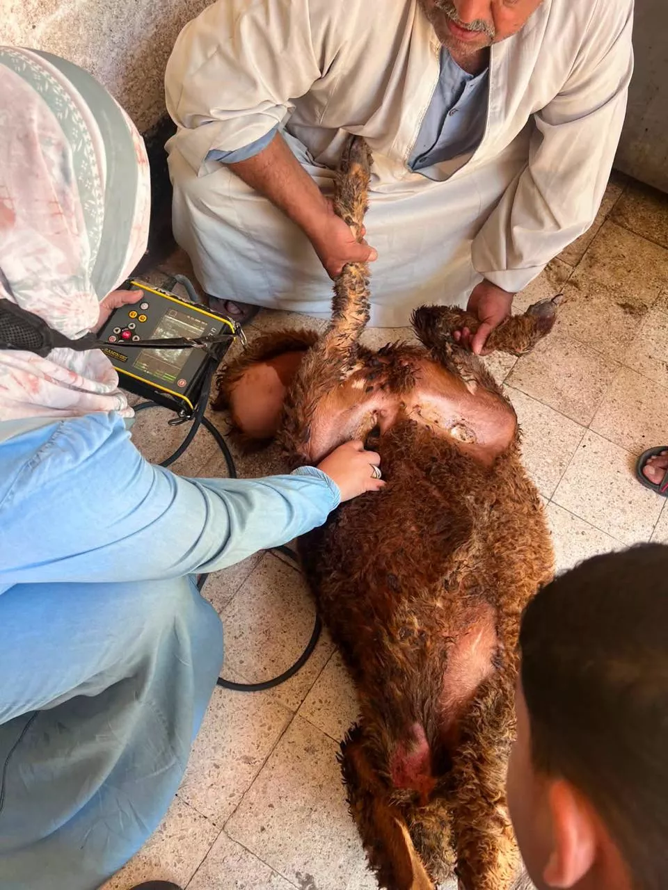 الزراعة: تقديم خدمات الرعاية التناسلية لـ42 ألف رأس ماشية خلال سبتمبر