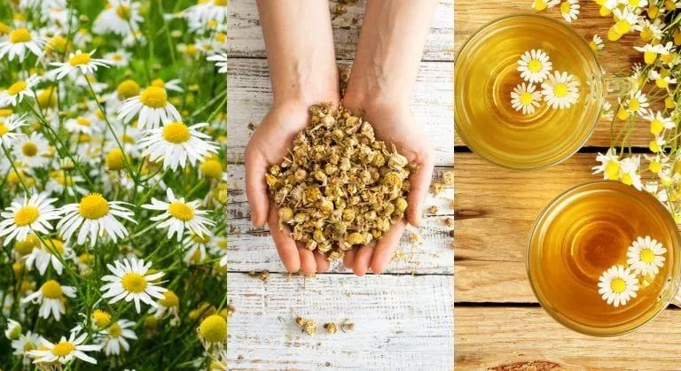 البابونج للعناية بالبشرة الحساسة