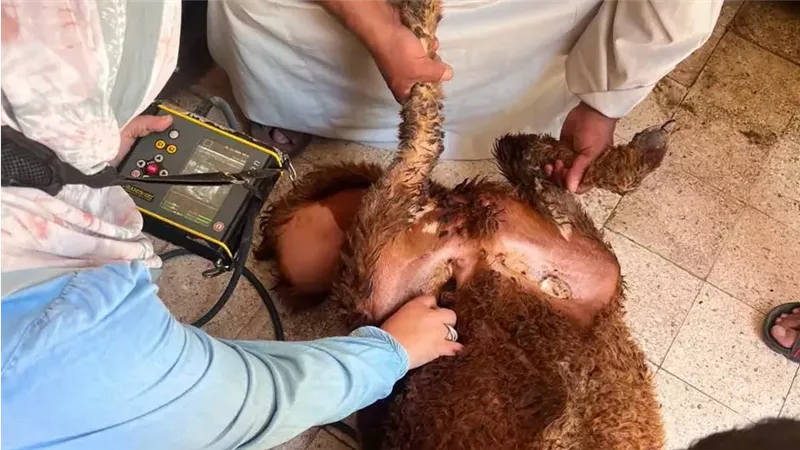 الزراعة: تقديم خدمات الرعاية التناسلية لـ42 ألف رأس ماشية خلال سبتمبر 