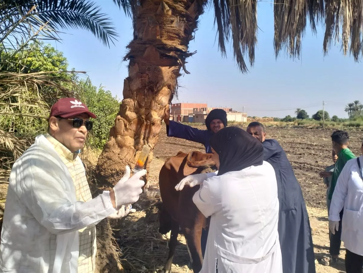 بيطري الأقصر: الكشف على 806 رءوس ماشية و211 طائر خلال قافلة بيطرية بالطود