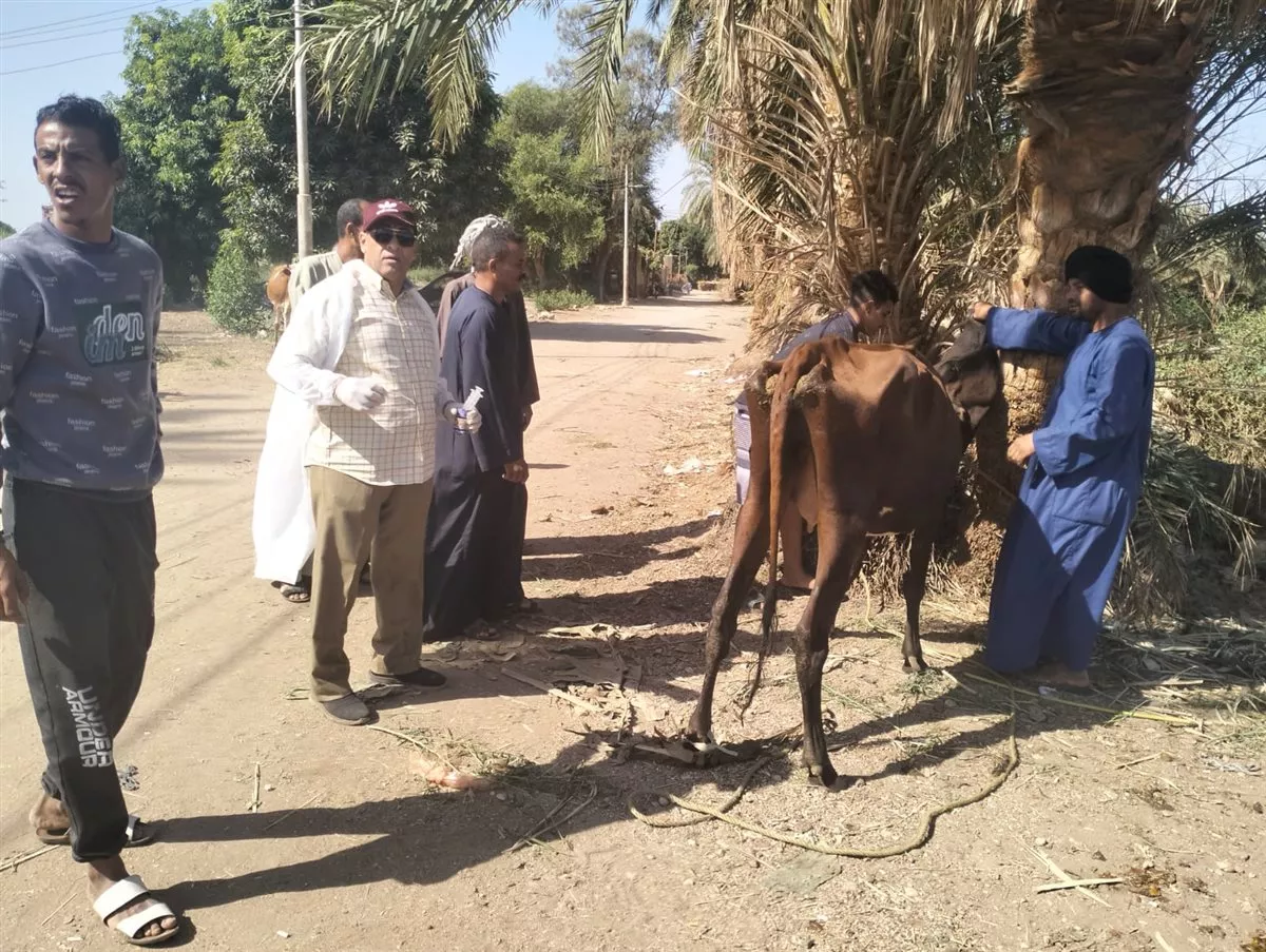 بيطري الأقصر: الكشف على 806 رءوس ماشية و211 طائر خلال قافلة بيطرية بالطود