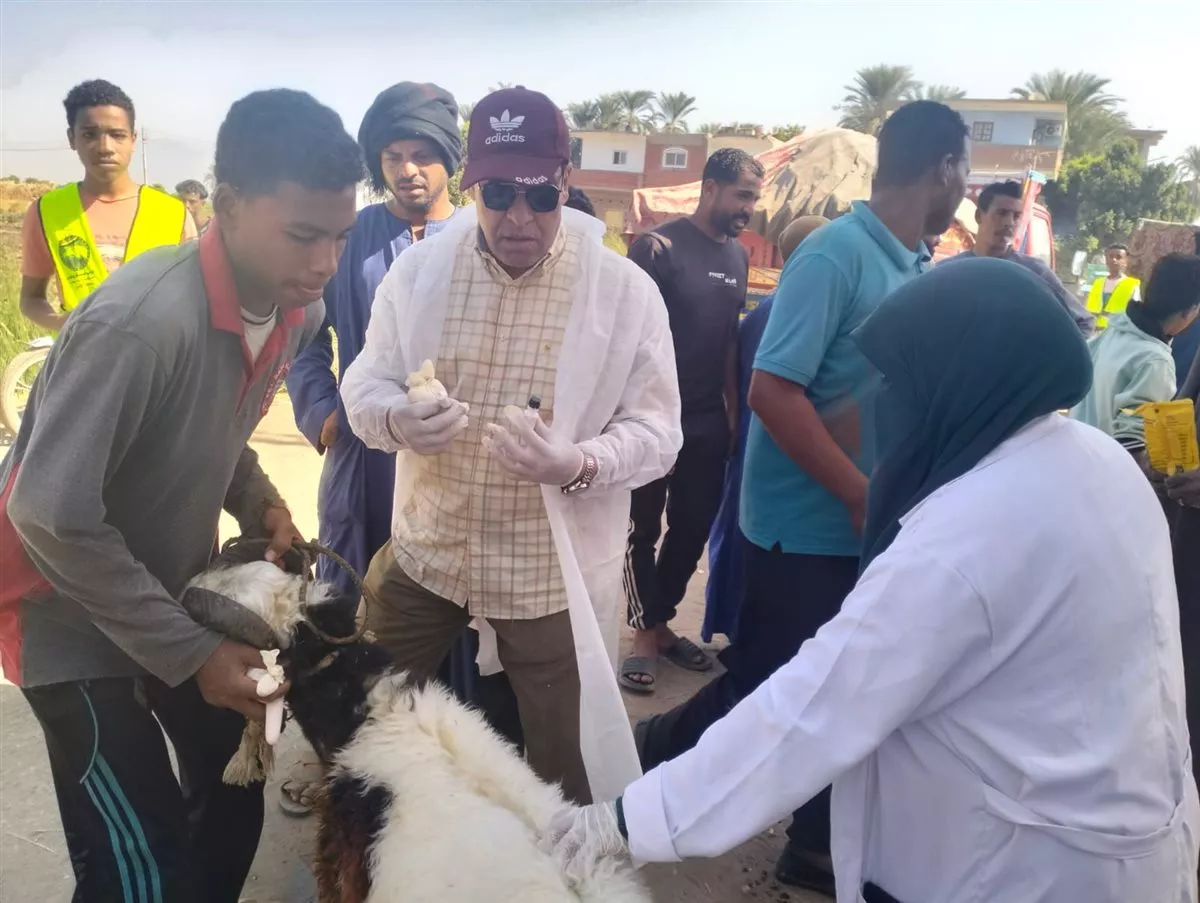 بيطري الأقصر: الكشف على 806 رءوس ماشية و211 طائر خلال قافلة بيطرية بالطود