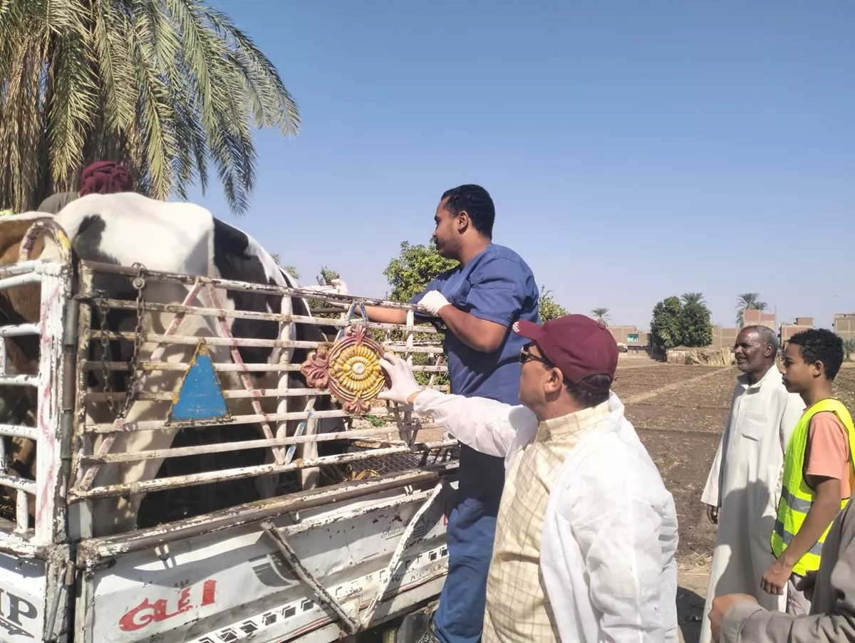 بيطري الأقصر: الكشف على 806 رءوس ماشية و211 طائر خلال قافلة بيطرية بالطود