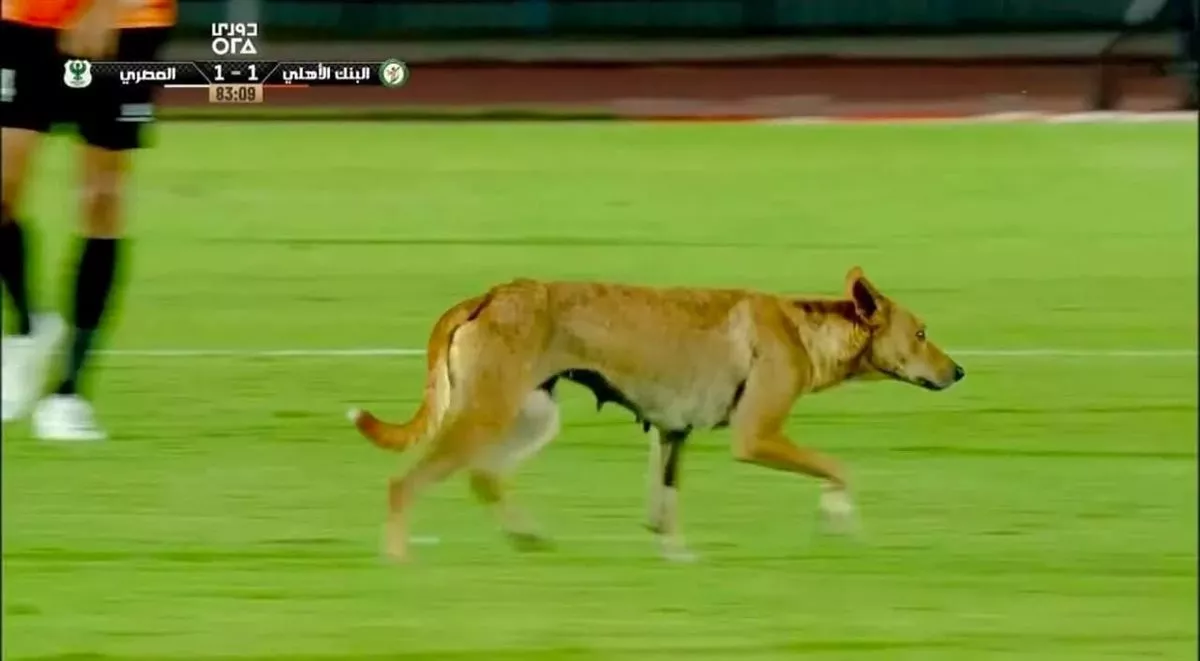 كلب ضال يقتحم ملعب مباراة المصري والبنك