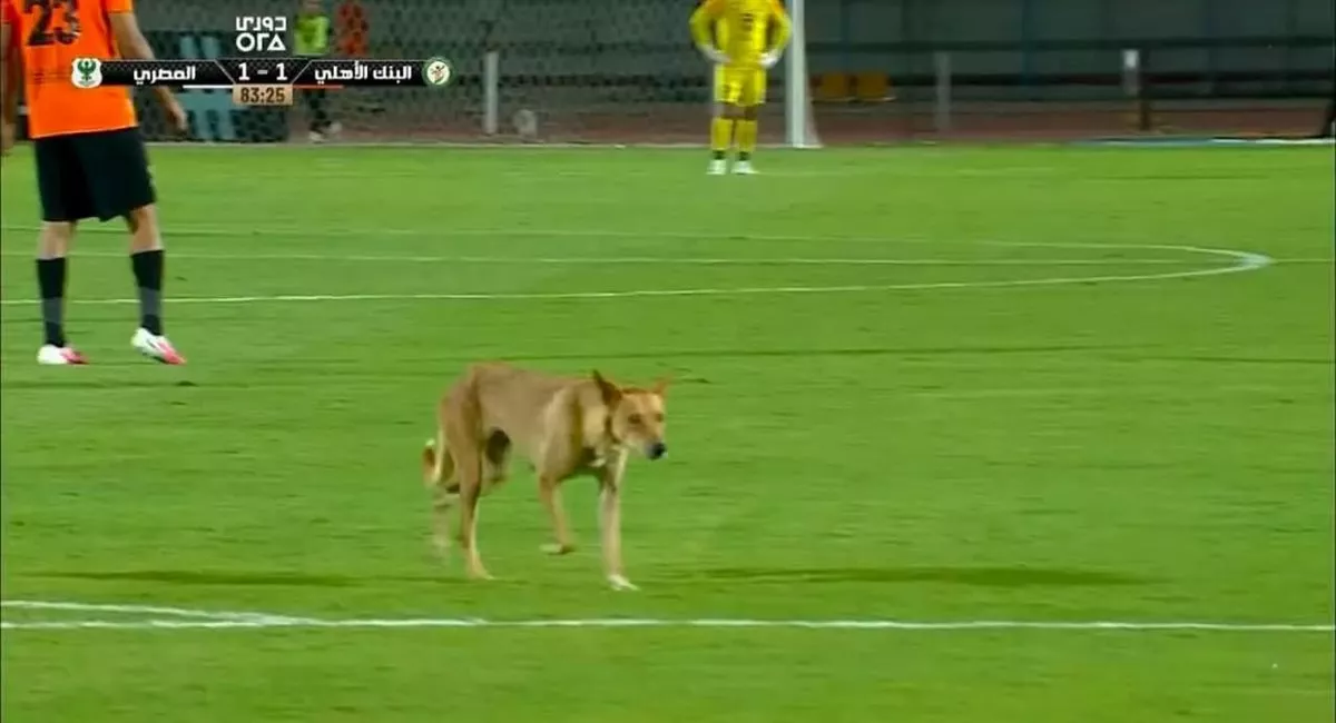 كلب ضال يقتحم ملعب مباراة المصري والبنك