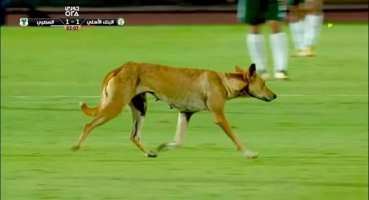 كلب ضال يقتحم ملعب مباراة المصري والبنك
