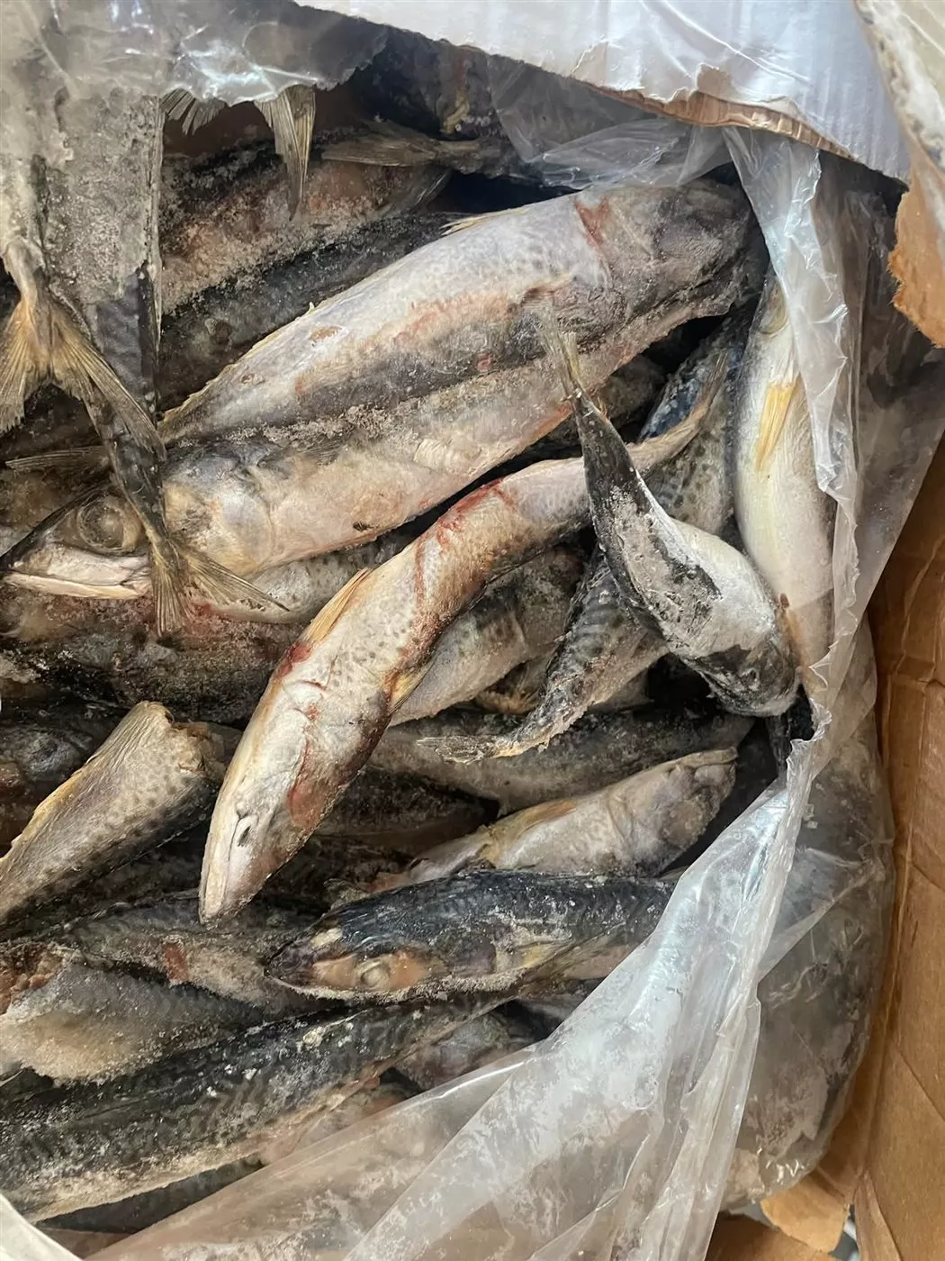 ضبط أسماك فاسدة خلال حملات مكثفة على الأسواق بدمياط