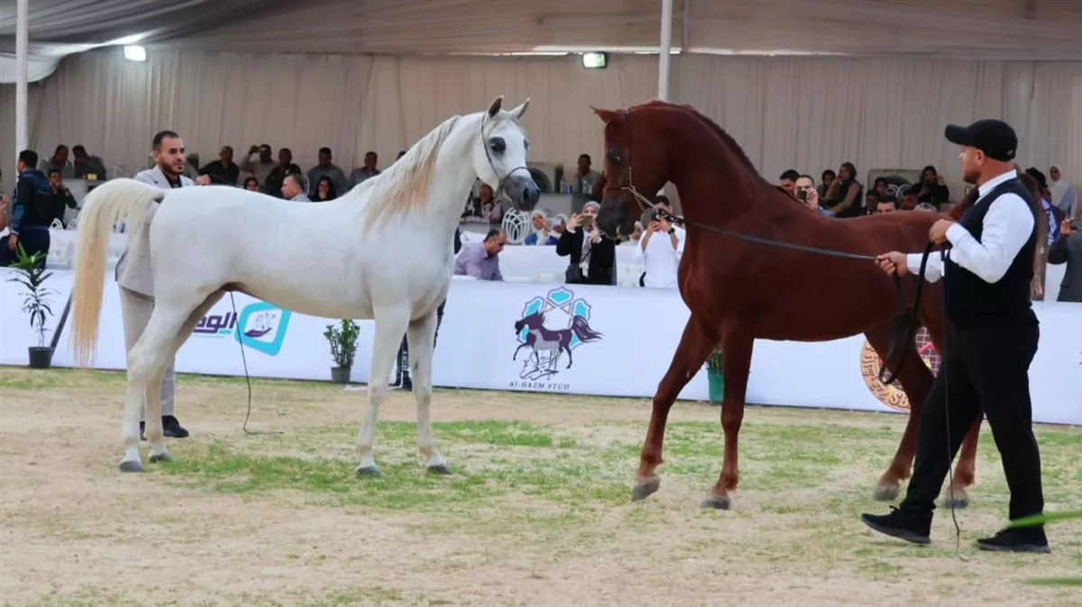 جانب من فاعليات المهرجان