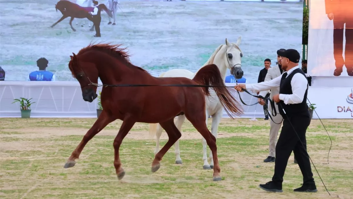 جانب من فاعليات المهرجان