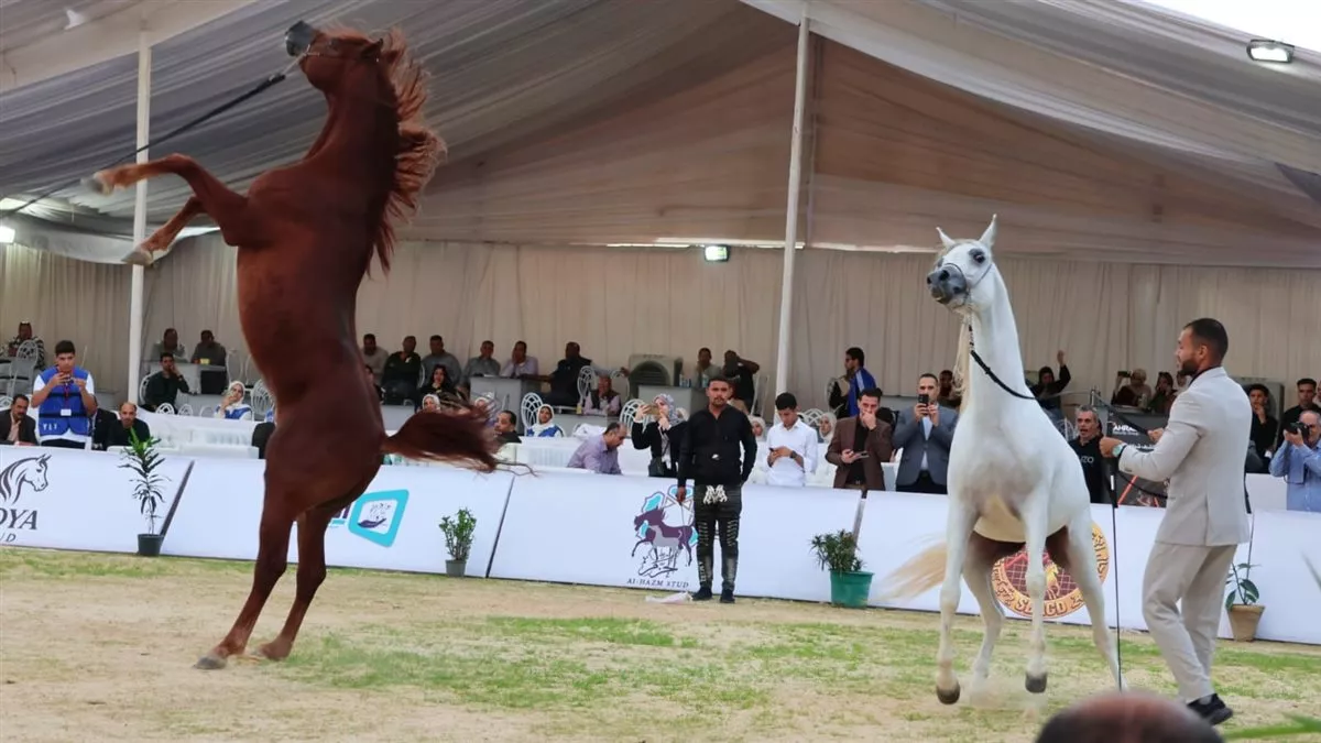 جانب من فاعليات المهرجان