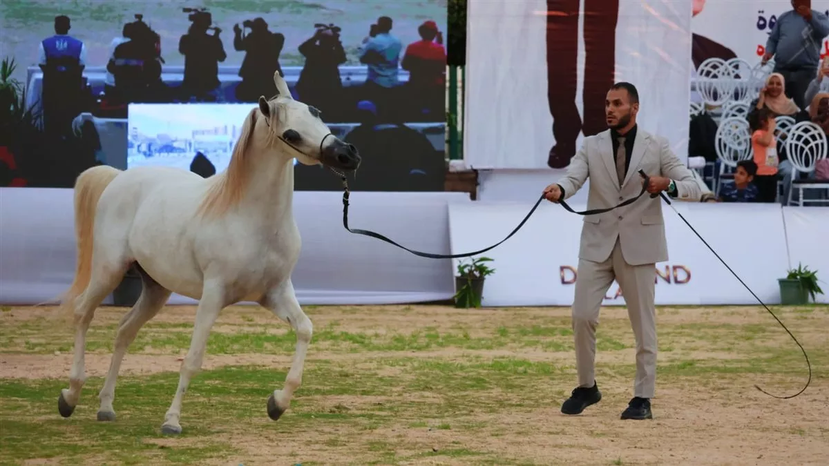 جانب من فاعليات المهرجان