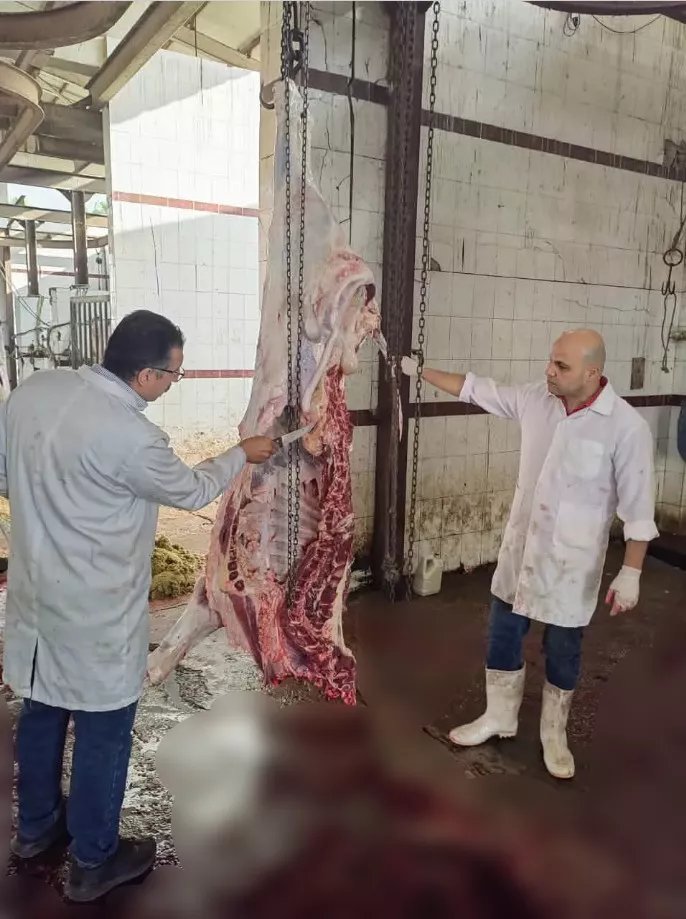 إعدام عجل مصاب بالسل الدخني بمجزر دمياط